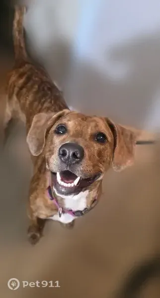 Lost dog, female, Harker Street, 1258, Port Huron — pink-brown camo collar - photo