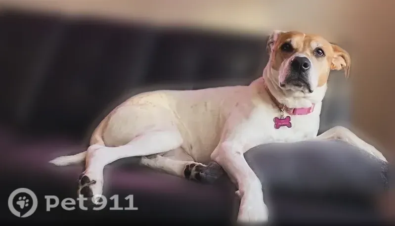 Lost dog, female, Falcon Street, 7427, New Tripoli — wearing a pink collar - photo