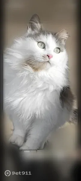 Missing cat Female, Sauk Rapids (usl545712) - photo