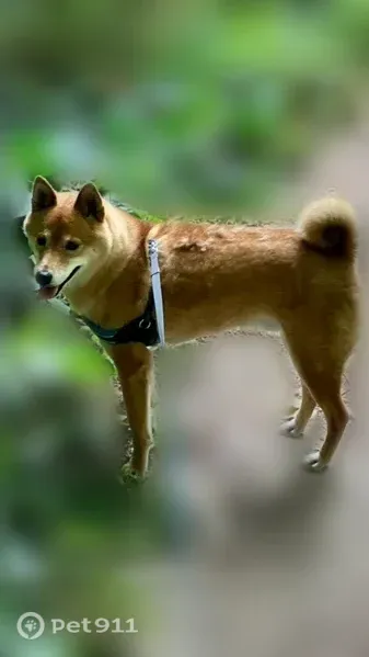 Missing dog Male, Portland (usl545715) - photo