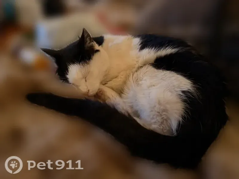 Missing cat Female, Lafayette (usl545718) - photo