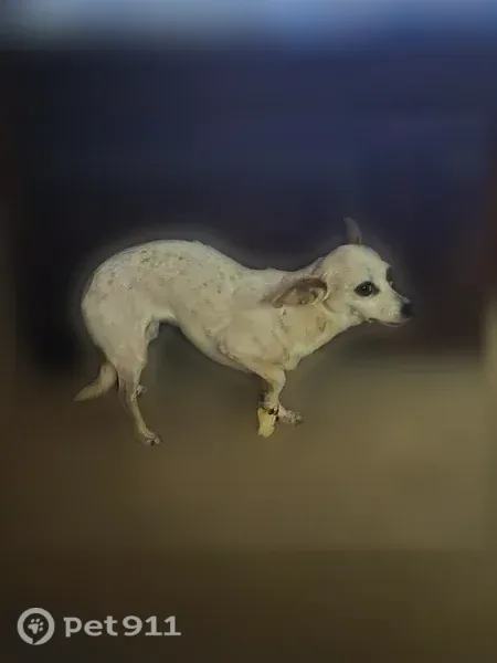 Missing dog Female, Glendale (usl545722) - photo