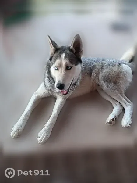 Missing dog Male, Schertz (usl545724) - photo
