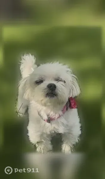Lost dog, Orland Park, Illinois — female with white fur - photo