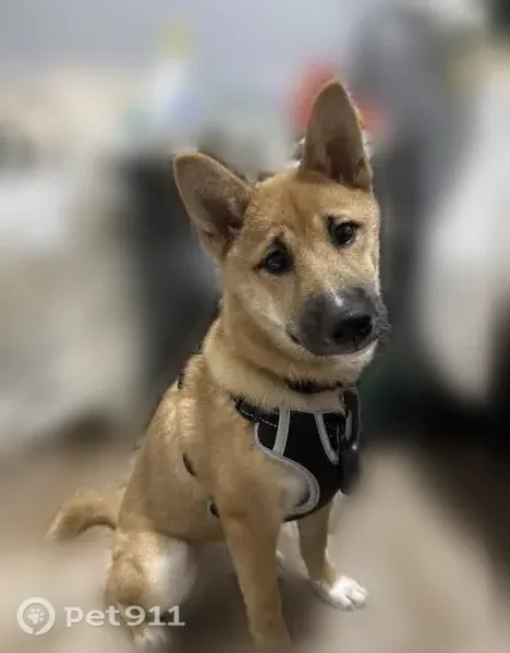 Lost male dog, County Road 42 West, 5, Burnsville — shy and friendly - photo