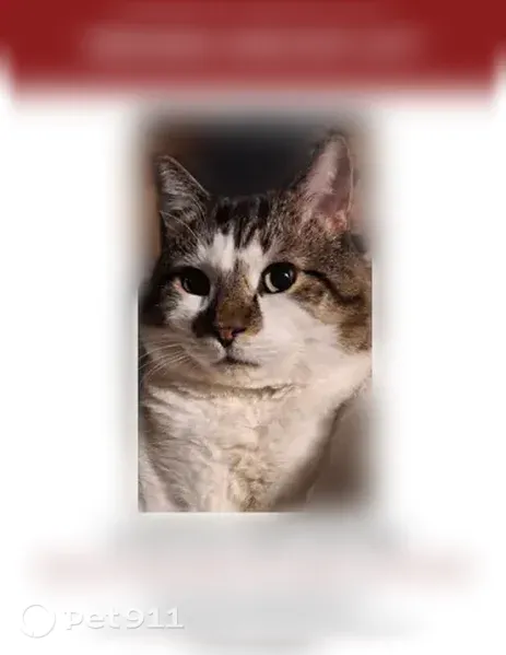 Lost male cat, Bray Avenue, Fairfield, Winslow — white face and tabby markings - photo