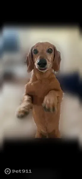 Lost dog, Crestview Drive, 1417, Modesto — male senior red/brown dachshund - photo