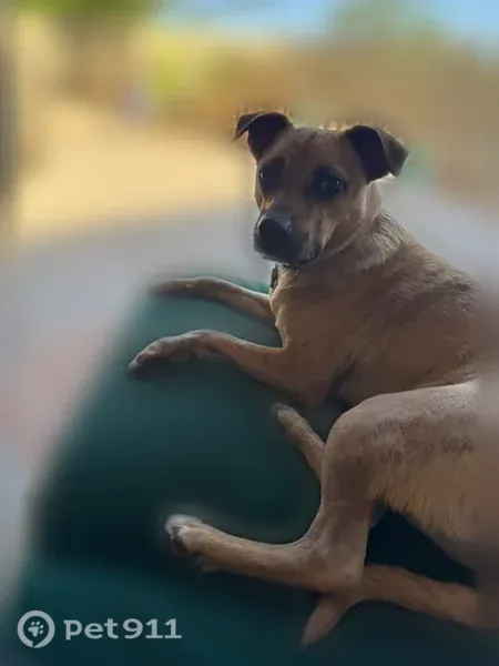 Lost Dog, East Windrose Drive, 5045, Scottsdale — male Chihuahua mix with a red collar - photo