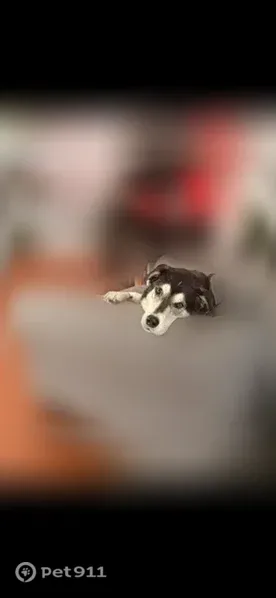 Lost dog, male, East Main Street, 1, Columbus — floppy ears and gray on face - photo