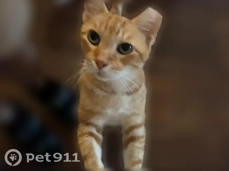 Lost cat, Crossvine Way, 1205, Pflugerville — male with a clipped left ear - photo