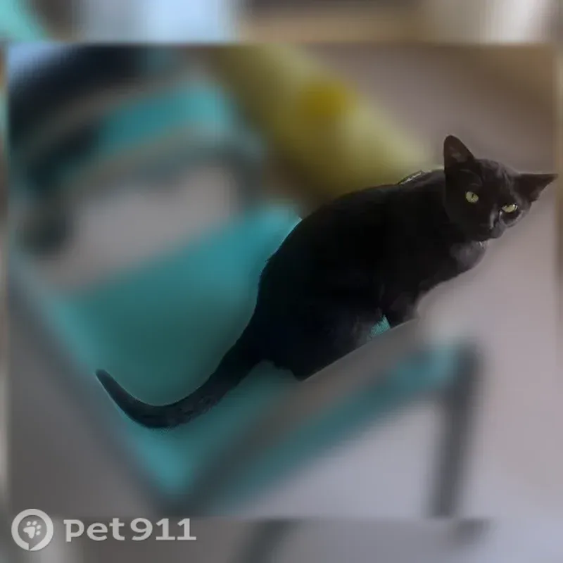 Lost male cat, Reserve Boulevard, 1899, Gulf Breeze — all-black coat and yellow eyes - photo