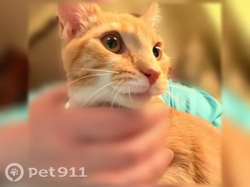 Lost male cat, Bays Mountain Road, 2004, Knoxville — orange and white, neutered - photo