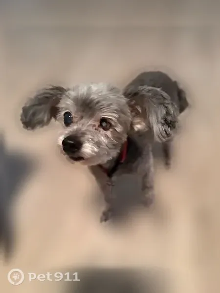 Lost male dog, Badger Court, 379, Prescott — blind in one eye - photo