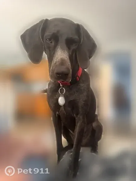 Lost Dog, Fort McDowell, Arizona, Fountain Hills — female German Shorthaired Pointer with a short tail - photo