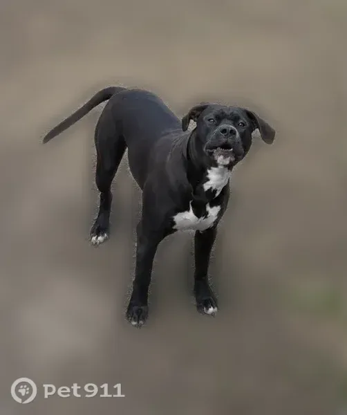 Lost dog, Walnut Street, 105, Lynn — black and white pitbull - photo