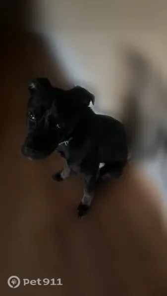 Lost dog, male, North Linden Road, 2456, Flint Charter Township, Flint — small black Lab - photo