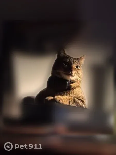 Lost cat, male, Baywood Drive, 7900, Austin — dark brown tabby - photo