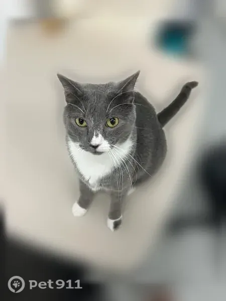 Lost cat, male, Creekmere Lane, 3217, Baton Rouge — very friendly - photo