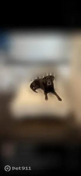 Lost dog, Rankin Avenue, University Park, Dallas — female chocolate Lab with lighter hair around her mouth - photo