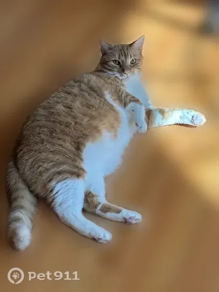 Lost cat, male, Blackburn Drive, 241, Berwyn, Paoli — skittish orange tabby - photo