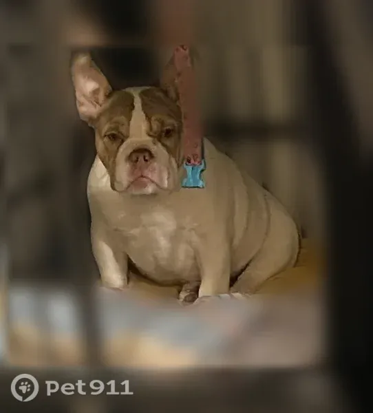 Lost male dog, Nye Avenue, 269, Irvington - photo