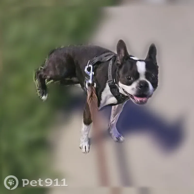 Lost Dog, Stigall Drive, 4606, Dallas — Female Boston Terrier with White Spots - photo