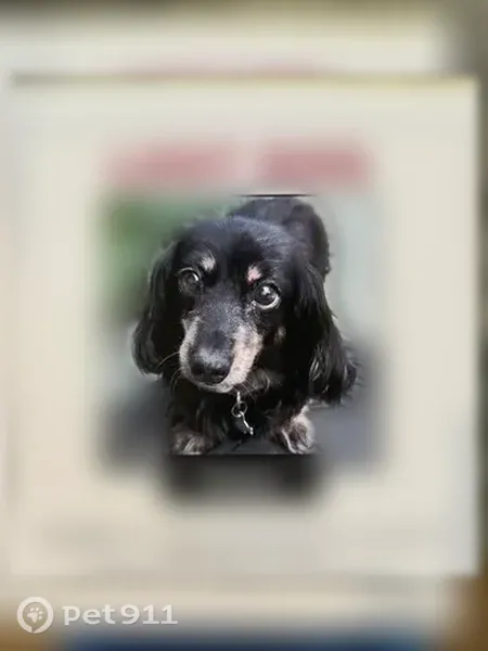 Lost dog, Lee Avenue, 555, Webster Groves — female black-and-tan dachshund - photo
