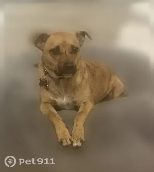 Lost male dog, East Voltaire Avenue, 4601, Phoenix — wearing a red collar - photo