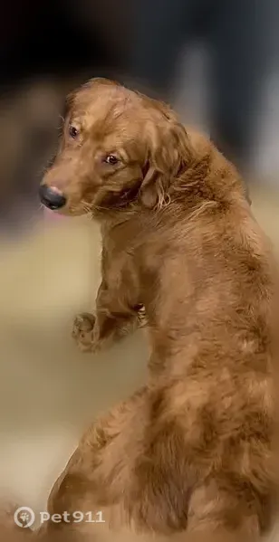 Lost dog, Hamilton Street, 228, Harrison — male, 11-month-old Golden Retriever - photo