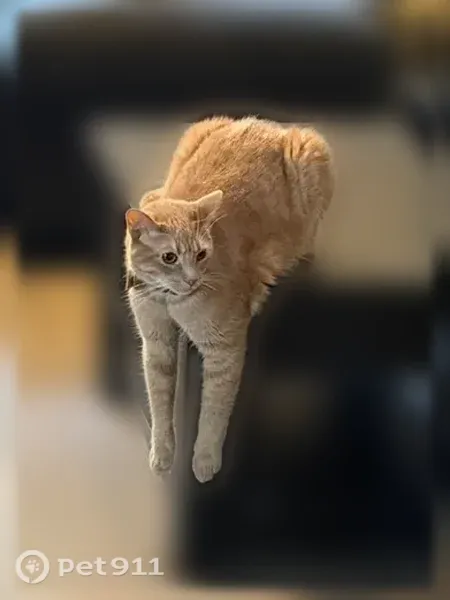 Lost cat, North Francis Street, 52605, South Bend — male orange tabby with amber eyes - photo