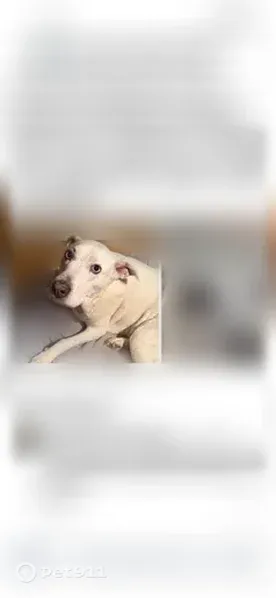 Lost dog, female, Flat Creek Road, 4941, Oakwood, Oakwood — blue eyes and severe arthritis - photo