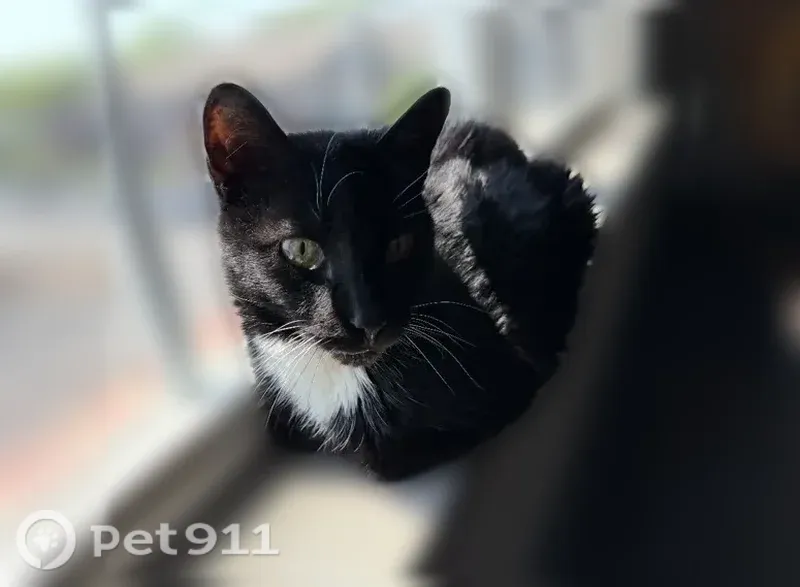 Lost cat, Bradyville Pike, 805, Murfreesboro — male, black and tuxedo coats - photo