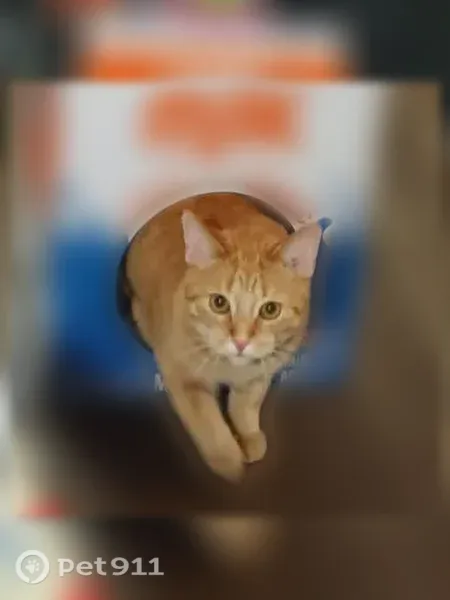Lost cat, male, Lyons Avenue, 1820, Lansing — white chin - photo