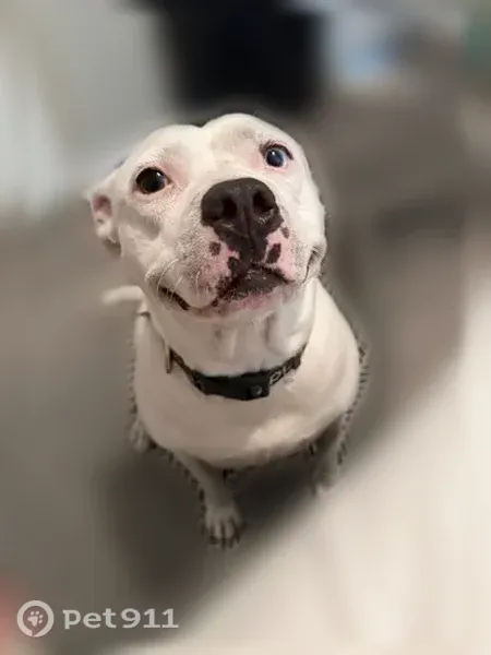 Lost dog, King Richard Court, 3501, Seffner, Brandon — female white pitbull with one blue and one brown eye - photo