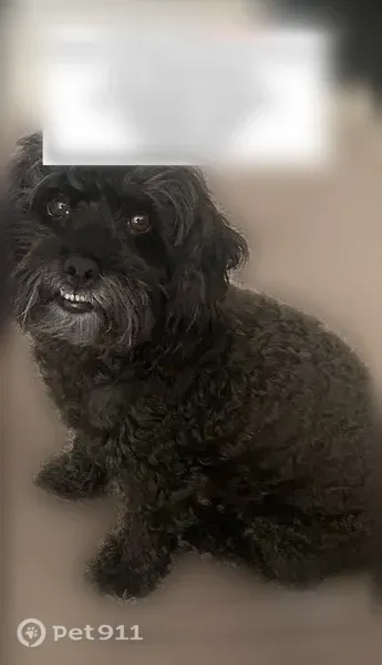 Lost dog, Dursley Street, 318, El Paso — male black poodle-Shih Tzu mix - photo