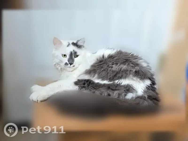 Lost cat, Lafayette, 71, Oxford, Oxford — long-haired grey and white male - photo