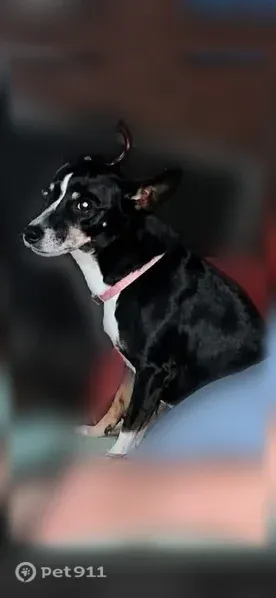 Lost female dog, Waltuma Avenue, 30, Edison, Yonkers — elderly and tricolor - photo