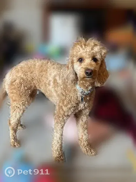 Lost dog, Rabbit Lake Trail, Anchorage — female, apricot coat, blue-purple collar - photo
