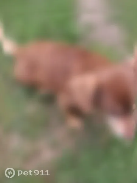 Lost dog, Walnut Street, 43, Trimble — friendly male dachshund mix - photo