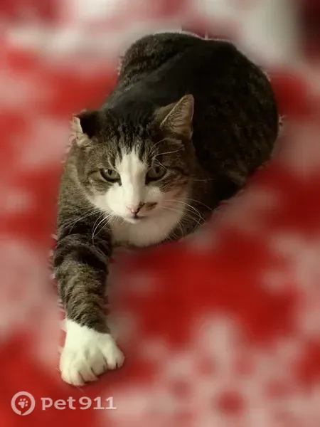 Lost cat, Hillcrest Circle, 10, Paris — male with 7 toes on each foot - photo