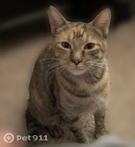 Lost cat, West 2nd Place, 12425, Lakewood — female American Shorthair with a blonde front paw - photo