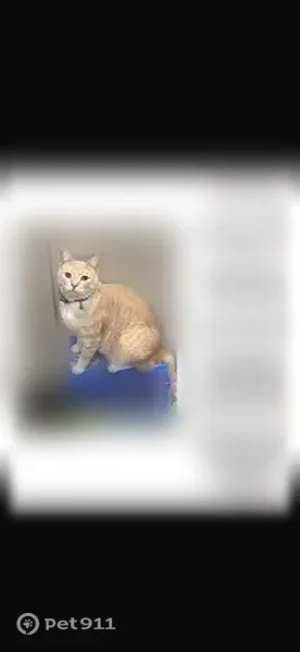 Lost male cat, Sandpiper Lane, 5, Coram — beige-tan coat and light eyes - photo