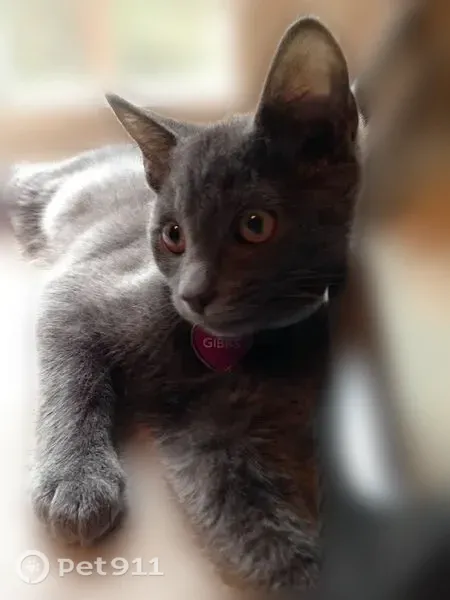 Lost male cat, Marietta Avenue, 214, Mount Joy — gray, 8 years old - photo