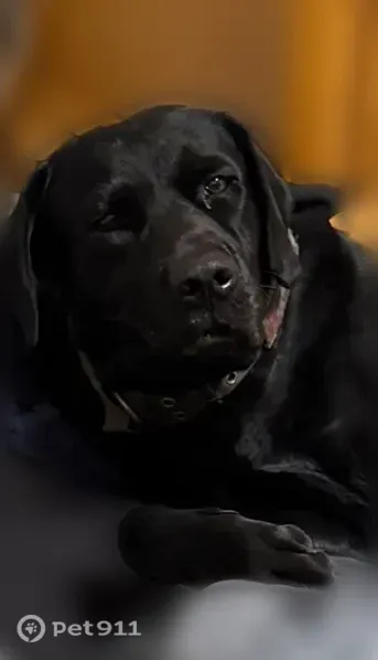 Lost dog, Southeast 142nd Lane, 3162, Belleview — large black male Lab with a green rescue collar - photo