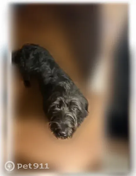 Lost Dog, male, 5th Street, 154, Bloomingdale, Harrisburg — blue collar - photo