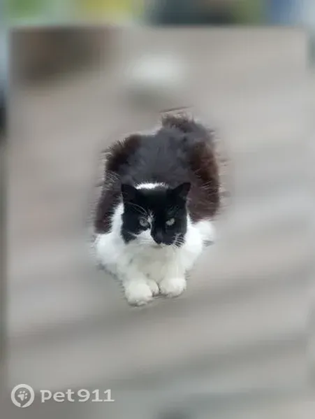 Lost cat, Bath — female black-and-white cat with double paws - photo