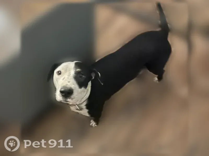Lost female dog, Pascagoula — black-and-white older mix with white paws - photo