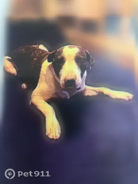 Lost Dog, Pascagoula — young, large brindle-and-white male - photo