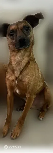 Lost dog, male, Elton Adelphia Road, Freehold Township, West Freehold — Chihuahua–Miniature Pinscher mix - photo