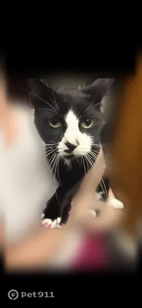 Lost female cat, Heiser Road, Skippack, Evansburg — tuxedo cat with hot pink claw caps - photo